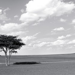 Erg Chebbi Argan BW