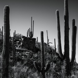 24x16 20220409KW Sabino Canyon BW proofed