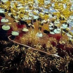 24x2420220709KW Lily Lake Breckenridge proofed.ti