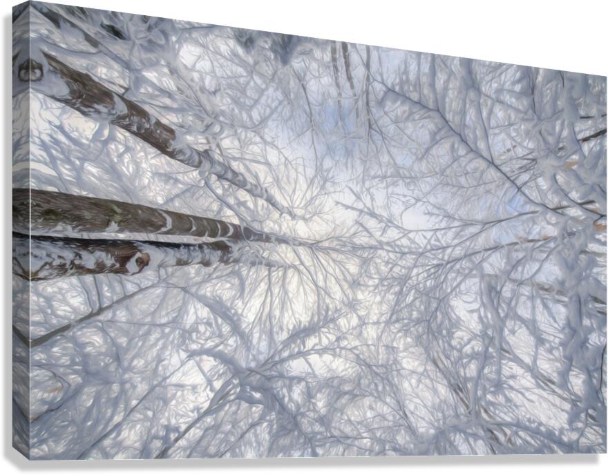 Looking Up Winter Canvas Print