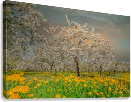 Peninsula Magic Canvas Print