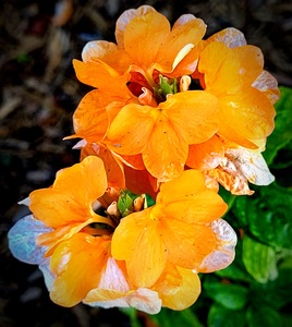 20210429 193033 copy