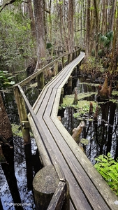 Cyprus Swamp Walk