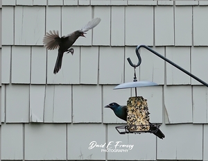 CommonGrackleFeeding