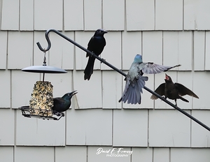 CommonGrackleYellingAtBluebird