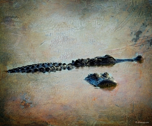 Mating Gators 1