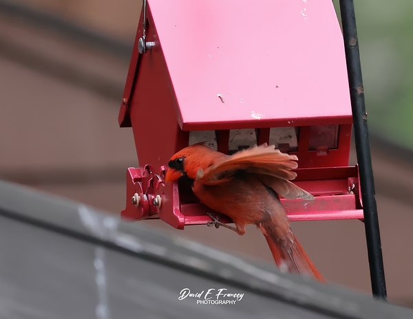 CardinalAtFeederLanding Print