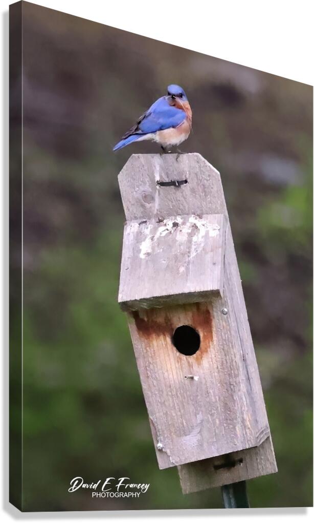 CR5 5699 Canvas Print