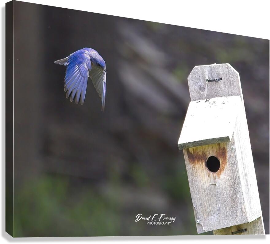 CR5 8111 Canvas Print