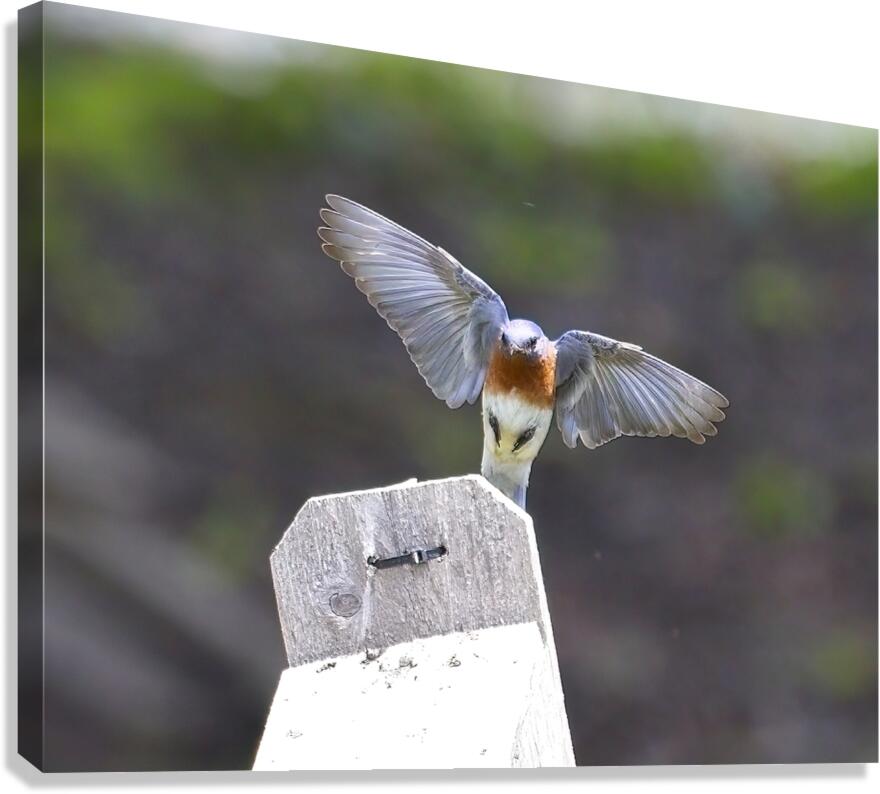 CR5 8076 Canvas Print