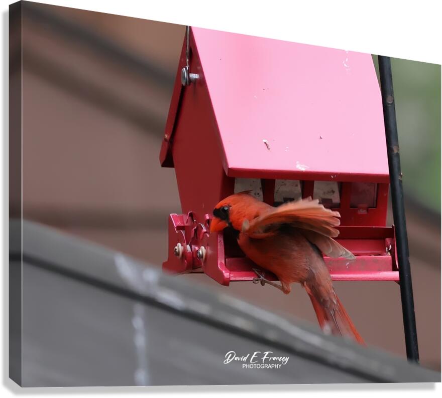 CardinalAtFeederLanding Canvas Print
