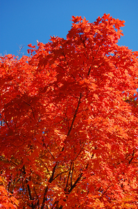 Maple tree close up