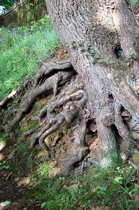 Beech tree roots