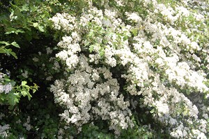 May blossom in an English hedgerow