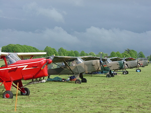 Line of parked Auster aircraft