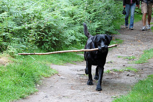 Black Labrador with stick   