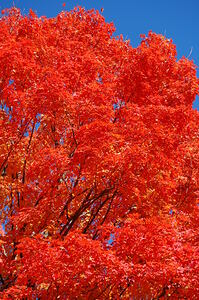 Maple tree  in Wellesley Massachusetts USA