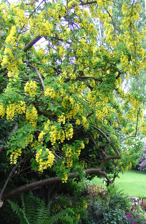 Laburnum blossom