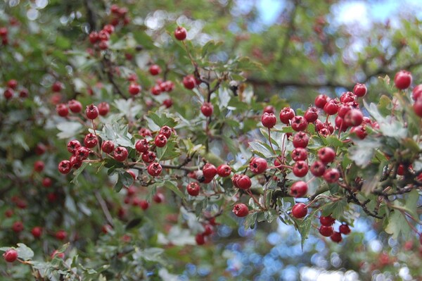 Common Hawthorn haws by Ross Sharp