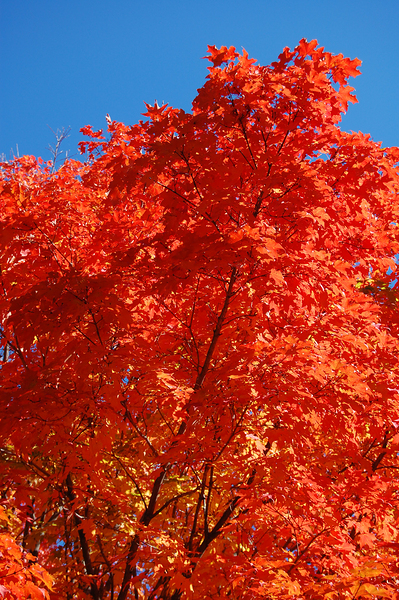 Maple tree close up by Ross Sharp