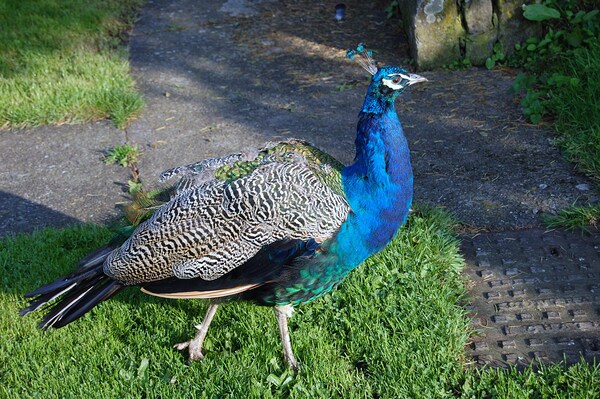 Peacock at Ellingham Hall by Ross Sharp