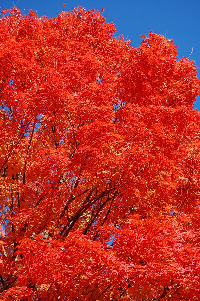 Maple tree  in Wellesley Massachusetts USA by Ross Sharp
