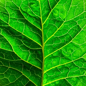Green leaf