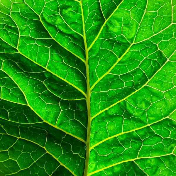Green leaf Print