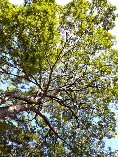 tree tops Print