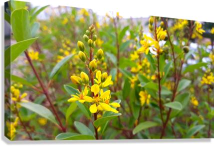 yellow flower Canvas Print