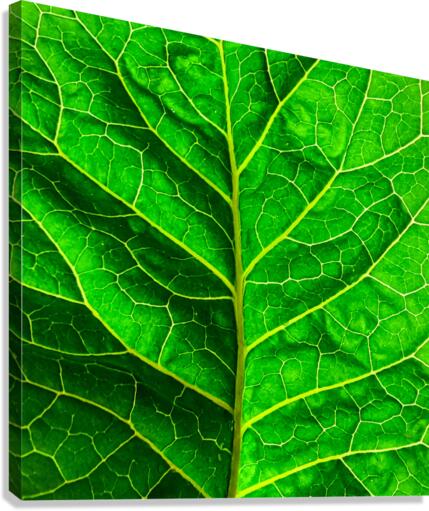 Green leaf Canvas Print