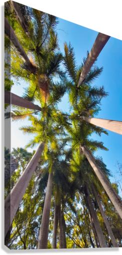 coconut trees Canvas Print