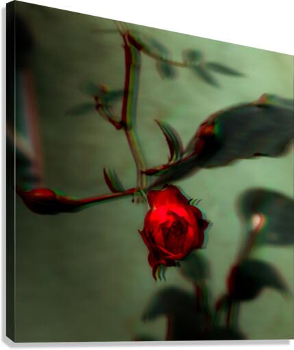 the Rose Canvas Print