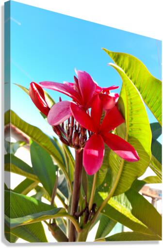 Pink flowers Canvas Print