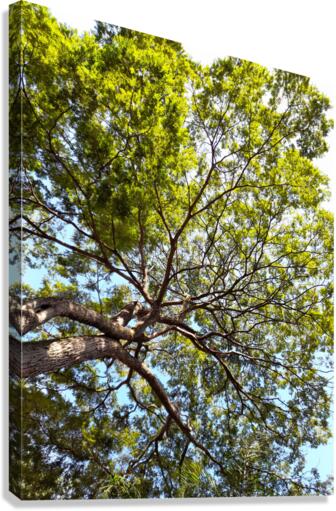 tree tops Canvas Print