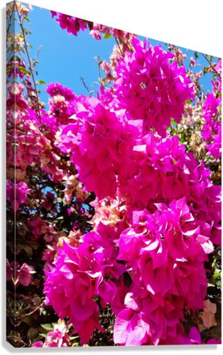  Pink flower Canvas Print
