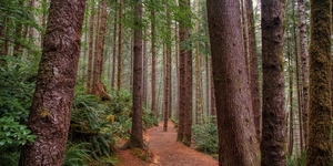 Drift Creek Trail - Oregon