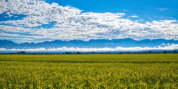 Wildflower Field - Outside Glacier NP by UpgradeComplete