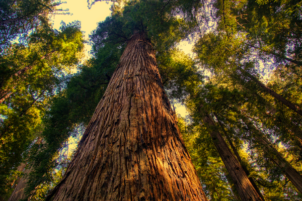 California Redwood by UpgradeComplete