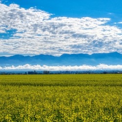 Wildflower Field - Outside Glacier NP