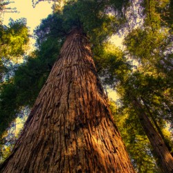 California Redwood