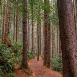 Drift Creek Trail - Oregon