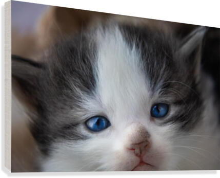 Kitten Face Canvas Print