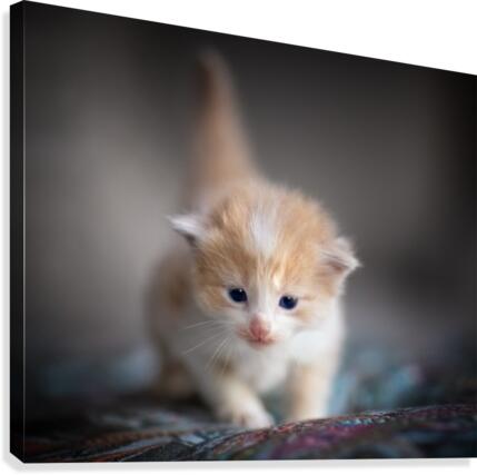 Orange Kitten Canvas Print