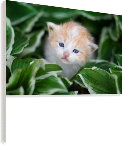 Orange Kitten Canvas Print