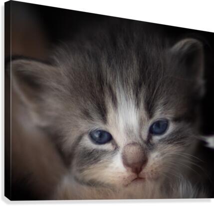 Kitten Face Canvas Print
