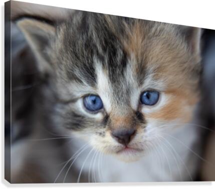 Kitten Face Canvas Print