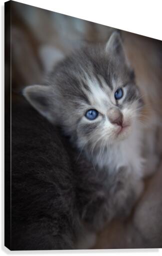 Gray Kitten Canvas Print