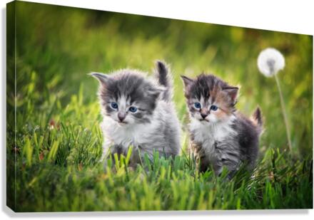 Two kittens Canvas Print