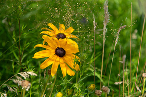 Black-eyed Susan